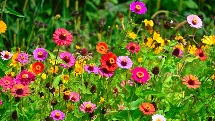 点击大图看下一张：色彩缤纷的雏菊花图片欣赏
