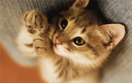 点击大图看下一张：乖巧伶俐的可爱动物萌猫咪图片