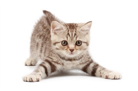 点击大图看下一张：乖巧伶俐的可爱动物萌猫咪图片
