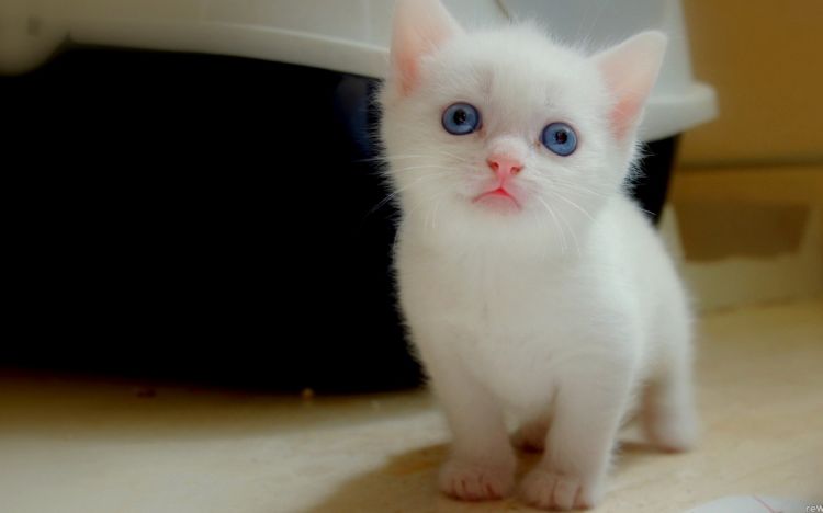 点击大图看下一张：聪明伶俐的小猫咪图片