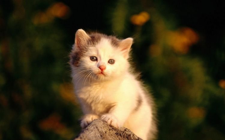 点击大图看下一张：聪明伶俐的小猫咪图片