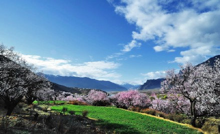 点击大图看下一张：西藏林芝的三月是看桃花的好时节