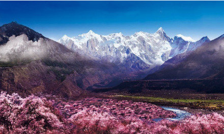 点击大图看下一张：西藏林芝的三月是看桃花的好时节