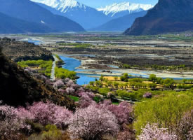 西藏林芝的三月是看桃花的好时节