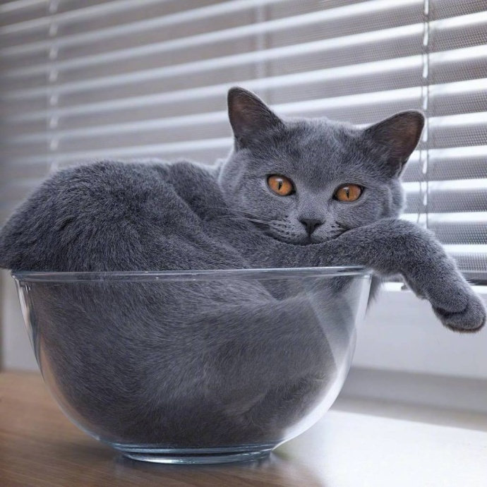 点击大图看下一张：装在碗里的调皮猫咪图片