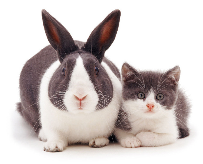 点击大图看下一张：一组神奇的猫咪与兔子摄影图片