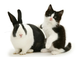 一组神奇的猫咪与兔子摄影图片