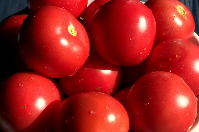 点击大图看下一张：一组红彤彤很好看的西红柿图片
