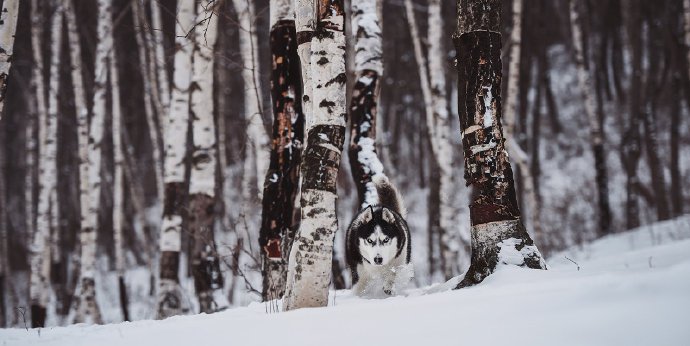 点击大图看下一张：冬天里帅气的哈士奇图片