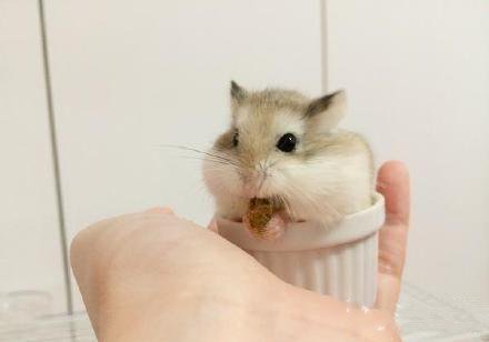 点击大图看下一张:偷吃糖被抓个正着的小仓鼠