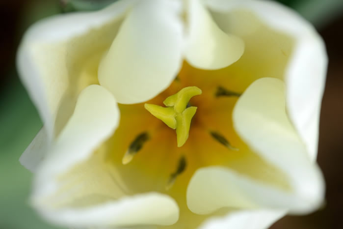 点击大图看下一张：美丽的郁金香花近距离拍摄图片