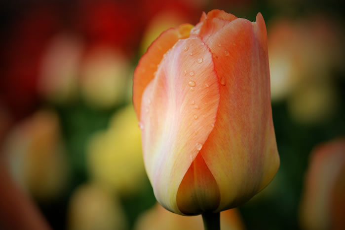 点击大图看下一张：美丽的郁金香花近距离拍摄图片