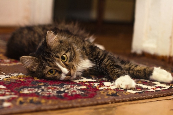 点击大图看下一张：躺在地毯上慵懒的猫咪图片