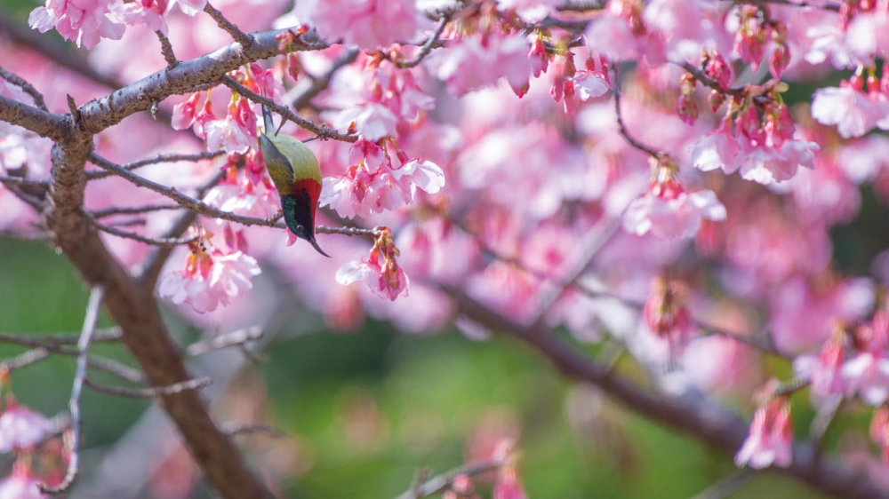 点击大图看下一张：美丽的樱花太阳鸟图片