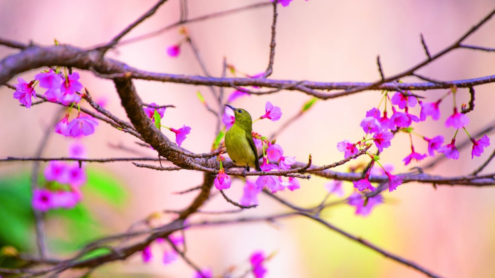 点击大图看下一张：美丽的樱花太阳鸟图片