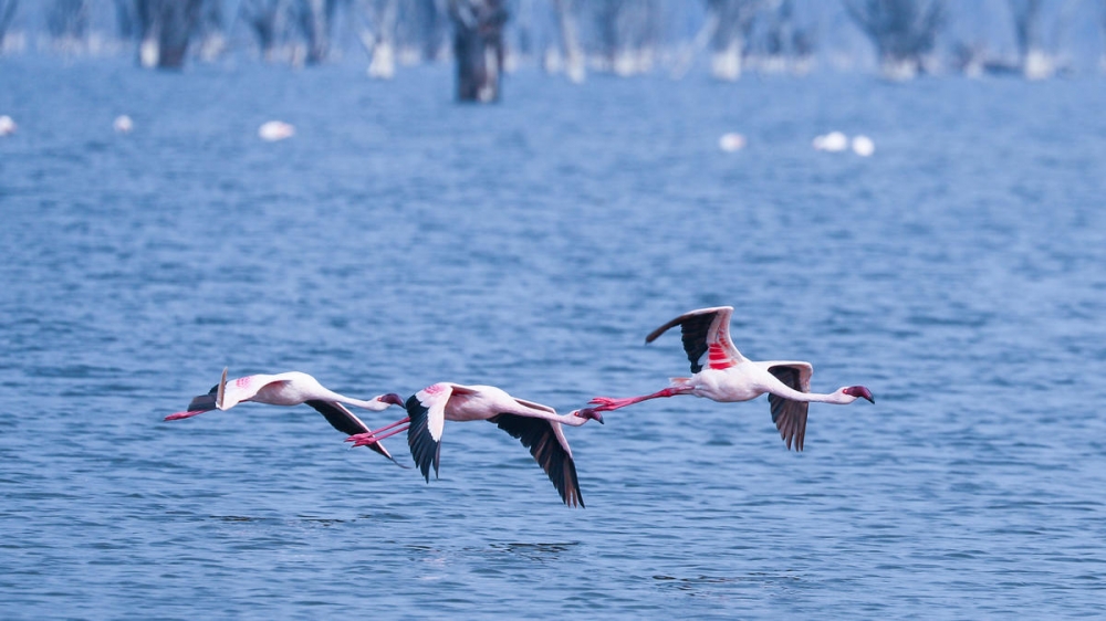 点击大图看下一张：一组成群的火烈鸟图片