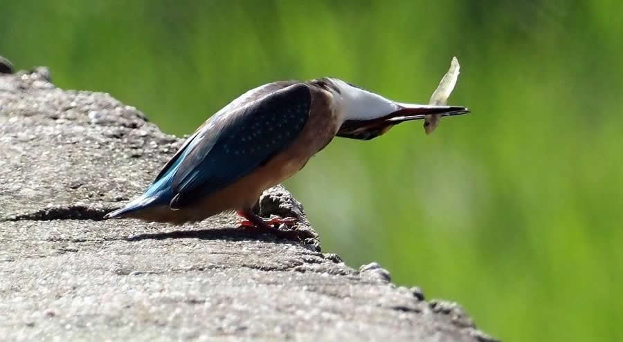 点击大图看下一张:一组小小的翠鸟图片