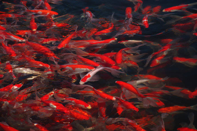 点击大图看下一张：成群结队的锦鲤，红红火火
