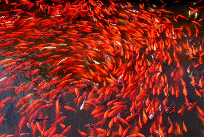 点击大图看下一张：成群结队的锦鲤，红红火火