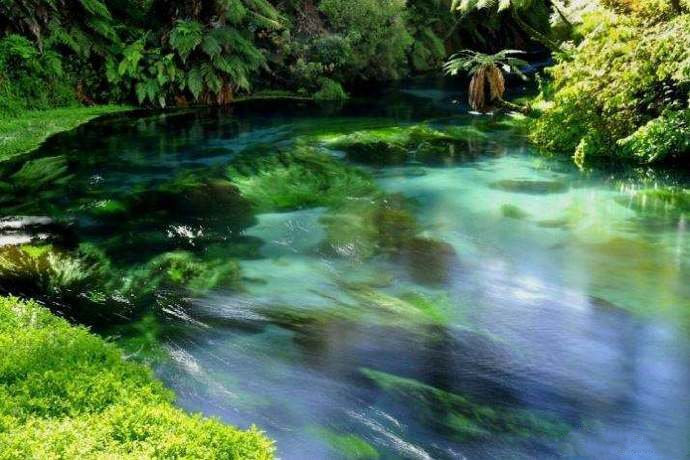 点击大图看下一张：新西兰北岛中部，蓝色泉水与绿植交相辉映