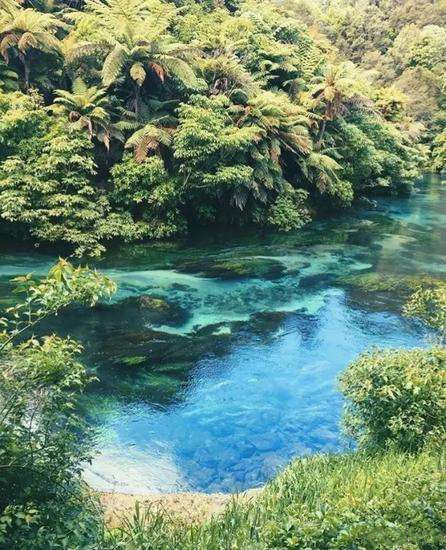点击大图看下一张：新西兰北岛中部，蓝色泉水与绿植交相辉映