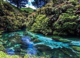 新西兰北岛中部，蓝色泉水与绿植交相辉映