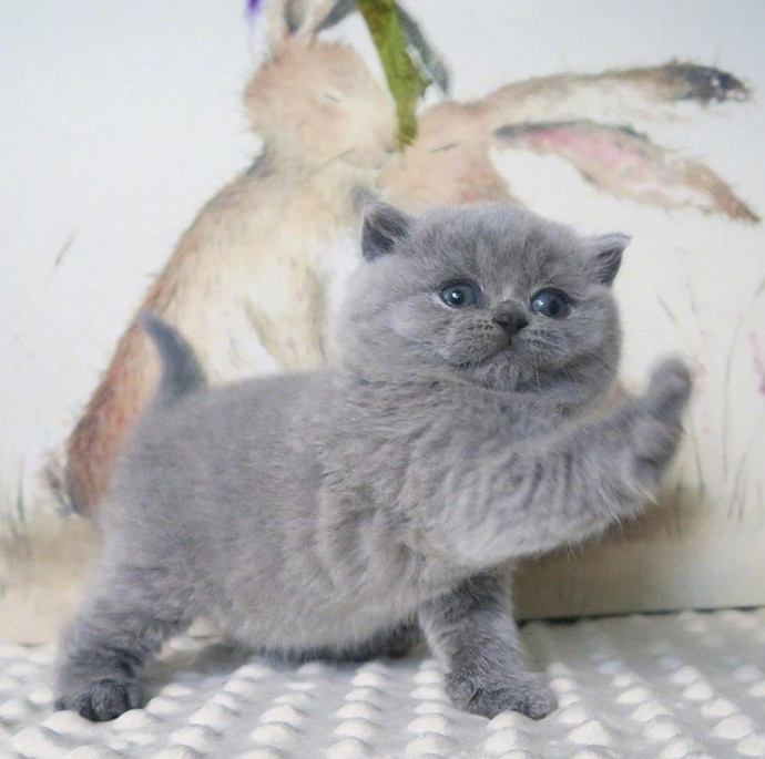 点击大图看下一张：可爱的蓝色小猫图片