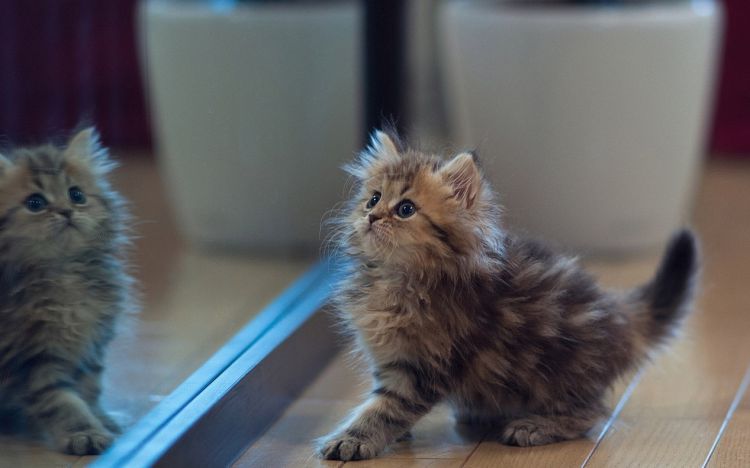 点击大图看下一张：娇嫩可爱的萌宠猫咪图片