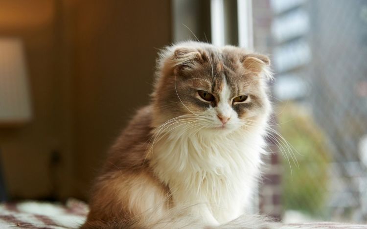 点击大图看下一张：娇嫩可爱的萌宠猫咪图片