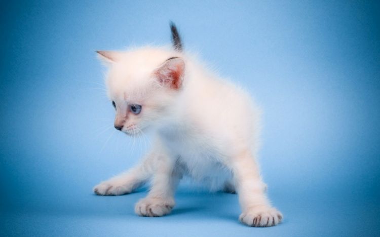 点击大图看下一张：娇嫩可爱的萌宠猫咪图片