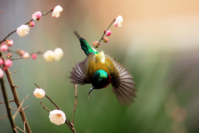 点击大图看下一张：一组美丽的小鸟图片