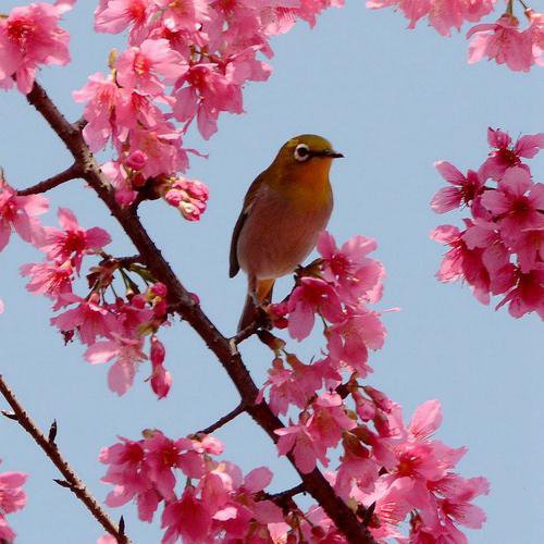 点击大图看下一张：春天里的绣眼鸟图片
