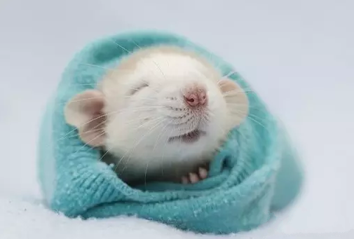 点击大图看下一张：一组仓鼠睡觉的可爱写真集