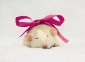一组仓鼠睡觉的可爱写真集