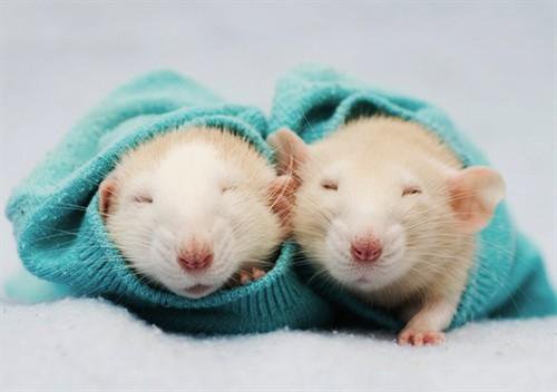 点击大图看下一张：一组仓鼠睡觉的可爱写真集