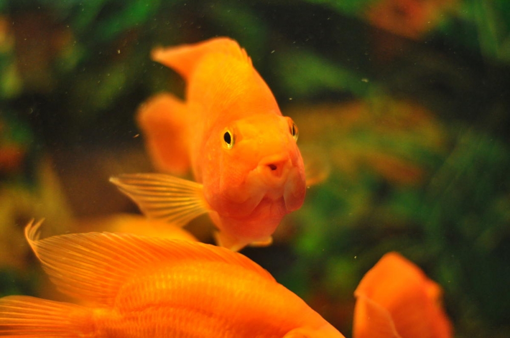 点击大图看下一张：金黄色的鹦鹉鱼图片