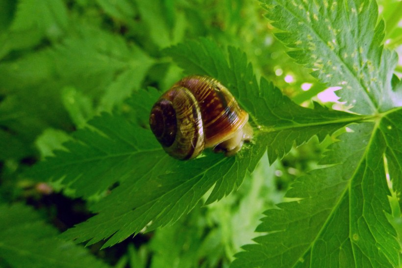 点击大图看下一张：躲在绿叶上的蜗牛图片