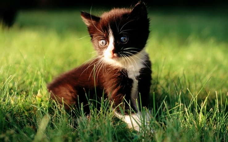 点击大图看下一张：可爱的猫科动物图片
