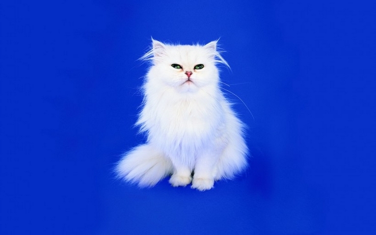点击大图看下一张：可爱的猫科动物图片
