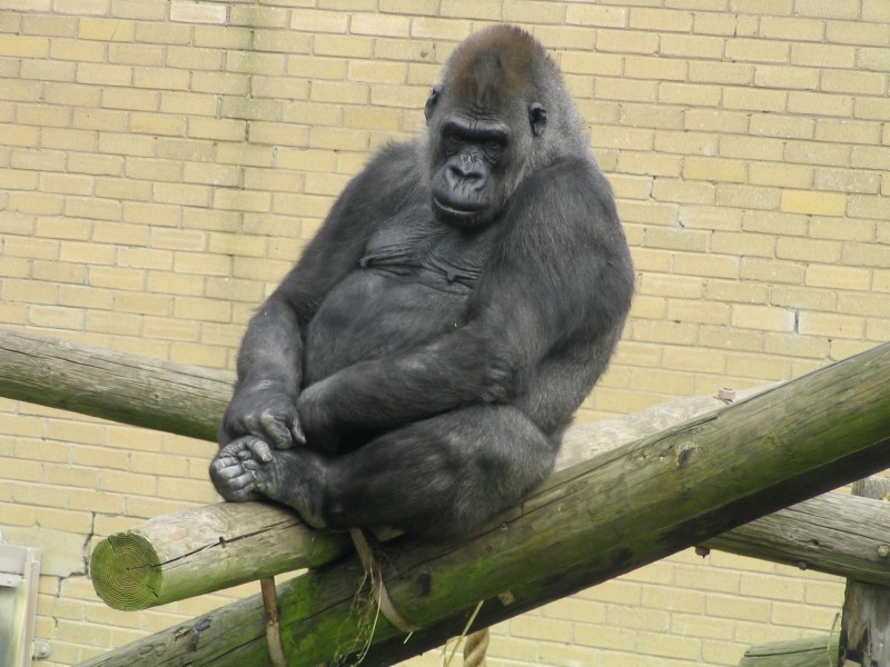 点击大图看下一张：憨态可掬的大猩猩图片欣赏