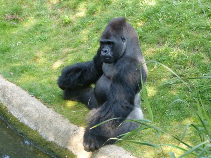 点击大图看下一张：憨态可掬的大猩猩图片欣赏