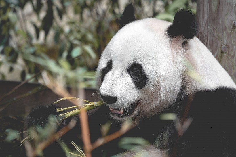 点击大图看下一张：惹人喜爱的熊猫图片欣赏