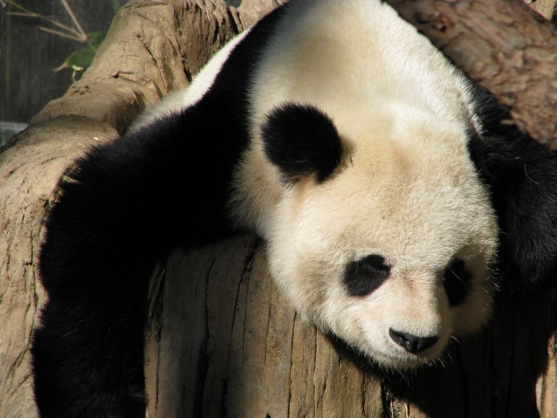 点击大图看下一张：惹人喜爱的熊猫图片欣赏