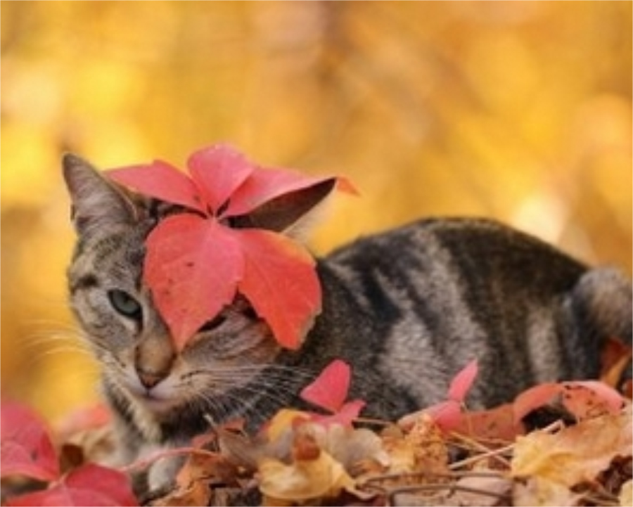 点击大图看下一张：淘气的可爱小猫咪图片