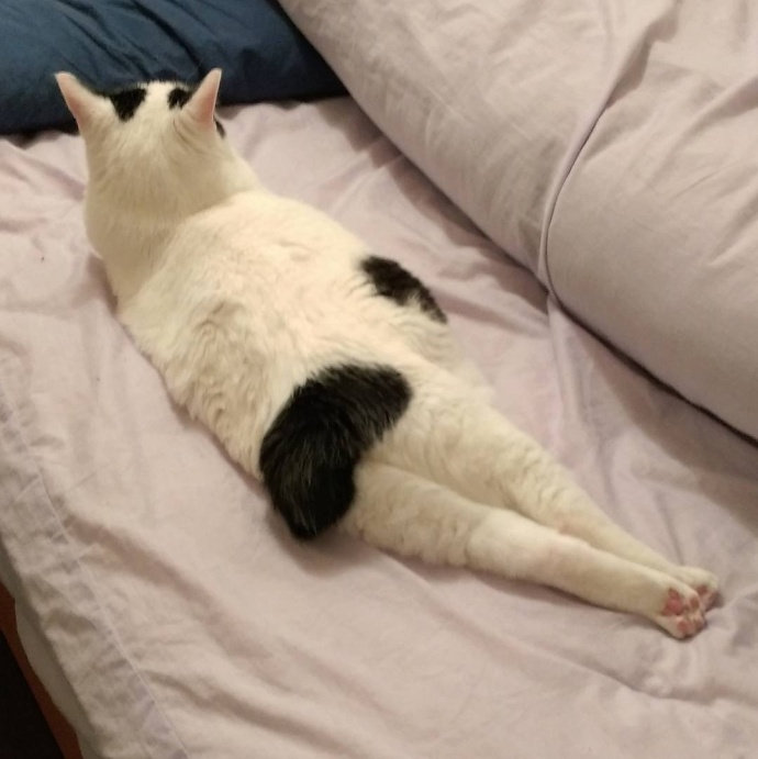 点击大图看下一张：可爱小猫慵懒姿势惹人爱