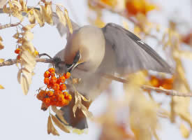 黑龙江冬天的鸟图片欣赏