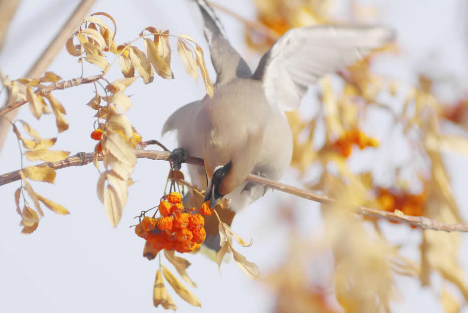 点击大图看下一张：黑龙江冬天的鸟图片欣赏