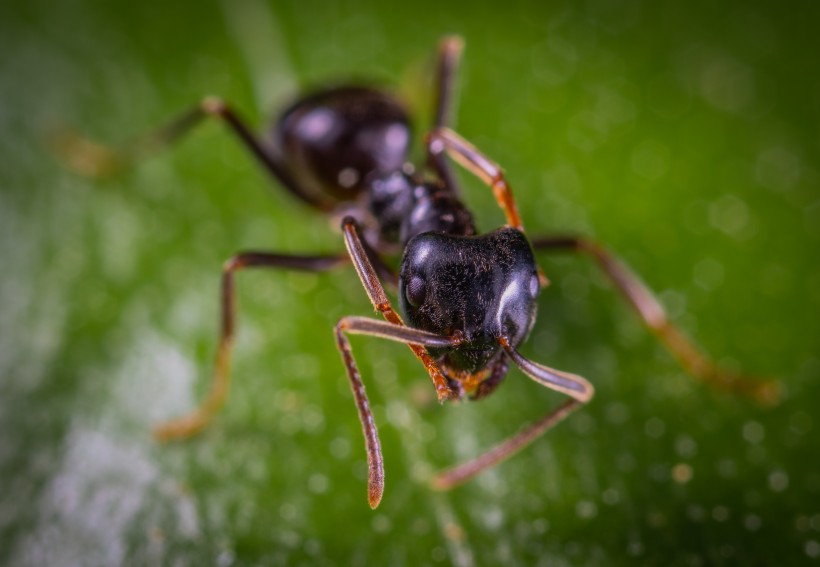 点击大图看下一张：勤劳朴实的蚂蚁微距离拍摄图片