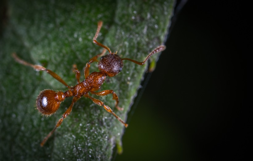 点击大图看下一张：勤劳朴实的蚂蚁微距离拍摄图片
