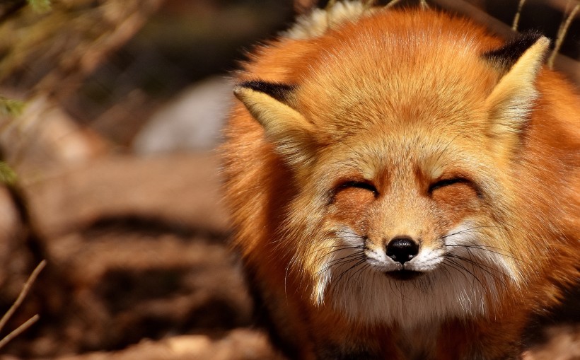 点击大图看下一张：一组机灵狡猾的狐狸图片